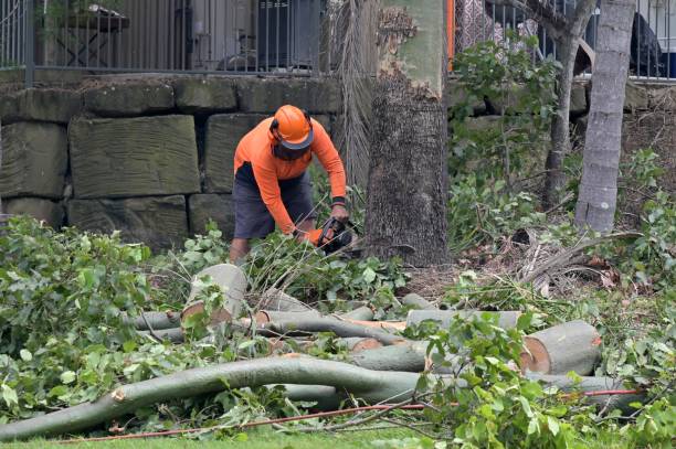 Best Tree Root Removal  in Vernon, TX